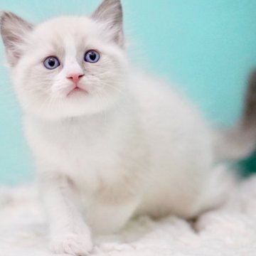 ラグドール【東京都・男の子・2025年10月4日・ブルーポイントバイカラー】の写真「親猫全頭/遺伝子検査『5項目クリア』親猫面会🆗」