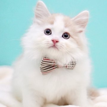 サイベリアン【東京都・男の子・2025年11月29日・クリーム&ホワイト】の写真「親猫全頭/遺伝子検査『5項目クリア』親猫面会🆗」