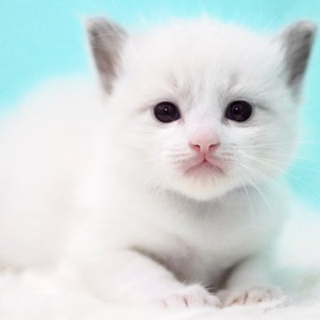 ラグドール【東京都・男の子・2025年8月3日・ブルーポイントバイカラー】の写真「親猫全頭/遺伝子検査『5項目クリア』親猫面会🆗」