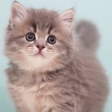 サイベリアン【東京都・男の子・2025年6月30日・ブルータビー&ホワイト】の写真「親猫全頭/遺伝子検査『5項目クリア』親猫面会🆗」