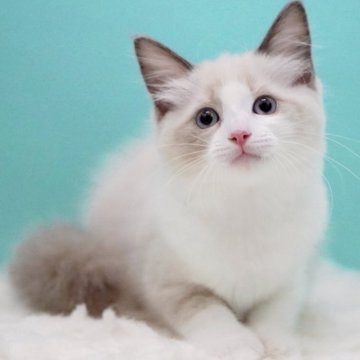 ラグドール【東京都・女の子・2025年5月16日・ブルーポイントバイカラー】の写真「親猫全頭/遺伝子検査『5項目クリア』親猫面会🆗」