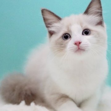 ラグドール【東京都・女の子・2025年5月16日・ブルーポイントバイカラー】の写真「親猫全頭/遺伝子検査『5項目クリア』親猫面会🆗」