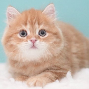 サイベリアン【東京都・男の子・2025年5月19日・レッドタビー&ホワイト】の写真「親猫全頭/遺伝子検査『5項目クリア』親猫面会🆗」