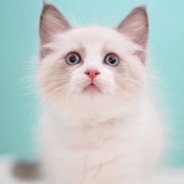 ラグドール【東京都・男の子・2025年6月10日・ブルーポイントバイカラー】の写真「親猫全頭/遺伝子検査『5項目クリア』親猫面会🆗」