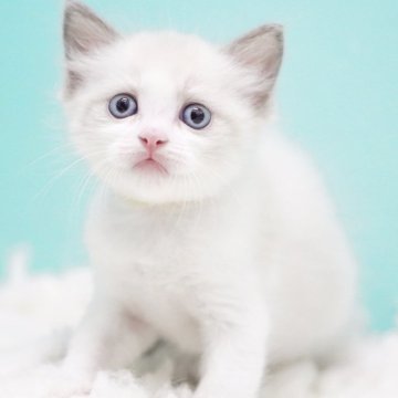 ラグドール【東京都・女の子・2025年9月22日・ブルーポイントバイカラー】の写真「親猫全頭/遺伝子検査『5項目クリア』親猫面会🆗」