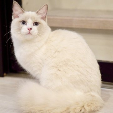 ラグドール【東京都・女の子・2025年6月5日・ブルーポイントバイカラー】の写真「マイペースな甘えん坊💛初めてでも安心🔰🆗☺️」