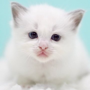 ラグドール【東京都・女の子・2025年10月4日・ブルーポイントバイカラー】の写真「親猫全頭/遺伝子検査『5項目クリア』親猫面会🆗」