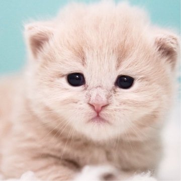 サイベリアン【東京都・女の子・2025年4月16日・クリームタビー&ホワイト】の写真「親猫全頭/遺伝子検査『5項目クリア』親猫面会🆗」