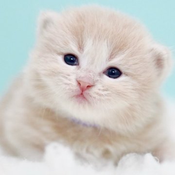 サイベリアン【東京都・男の子・2025年10月18日・クリームタビー&ホワイト】の写真「親猫全頭/遺伝子検査『5項目クリア』親猫面会🆗」
