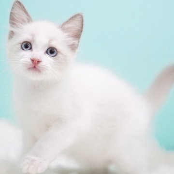 ラグドール【東京都・男の子・2025年9月8日・ブルーポイントバイカラー】の写真「親猫全頭/遺伝子検査『5項目クリア』親猫面会🆗」