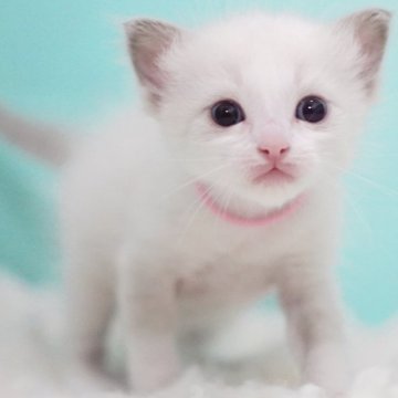 ラグドール【東京都・男の子・2025年9月22日・ブルーポイントバイカラー】の写真「親猫全頭/遺伝子検査『5項目クリア』親猫面会🆗」