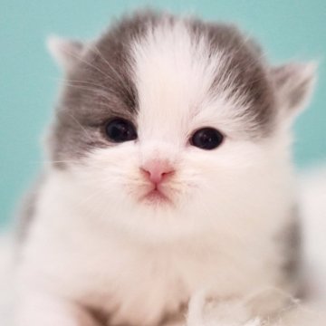 サイベリアン【東京都・男の子・2025年4月9日・ブルー&ホワイト】の写真「親猫全頭/遺伝子検査『5項目クリア』親猫面会🆗」