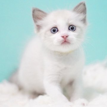 ラグドール【東京都・女の子・2025年9月22日・ブルーポイントバイカラー】の写真「親猫全頭/遺伝子検査『5項目クリア』親猫面会🆗」