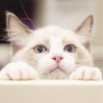 ラグドール【東京都・男の子・2025年6月10日・ブルーポイントバイカラー】の写真「凛々しい瞳👀まんまる顔😊元気な冒険家🐾🌟」