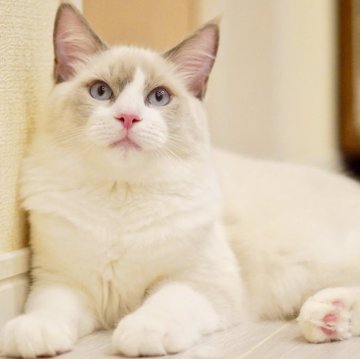 ラグドール【東京都・男の子・2025年6月5日・ブルーポイントバイカラー】の写真「フレンドリー初めてさんでも🔰🆗去勢手術済み✨」