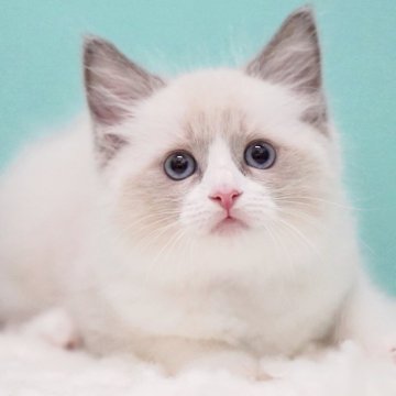 ラグドール【東京都・女の子・2025年6月10日・ブルーポイントバイカラー】の写真「親猫全頭/遺伝子検査『5項目クリア』親猫面会🆗」