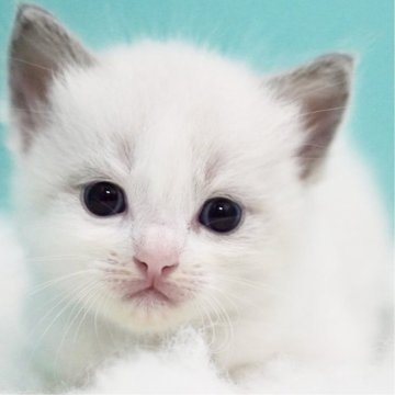 ラグドール【東京都・男の子・2025年6月5日・ブルーポイントバイカラー】の写真「親猫全頭/遺伝子検査『5項目クリア』親猫面会🆗」