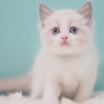 ラグドール【東京都・女の子・2025年6月5日・ブルーポイントバイカラー】の写真「親猫全頭/遺伝子検査『5項目クリア』親猫面会🆗」