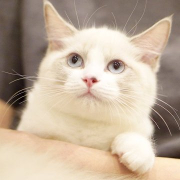 ラグドール【東京都・女の子・2025年6月5日・ブルーポイントバイカラー】の写真「まんまる顔🐱おっとり癒し系🧸落ち着き満点🍀」