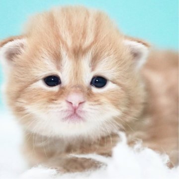 サイベリアン【東京都・女の子・2025年4月2日・レッドタビー&ホワイト】の写真「親猫全頭/遺伝子検査『5項目クリア』親猫面会🆗」