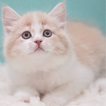 サイベリアン【東京都・女の子・2025年7月25日・クリーム&ホワイト】の写真「親猫全頭/遺伝子検査『5項目クリア』親猫面会🆗」