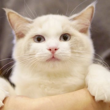 ラグドール【東京都・女の子・2025年6月5日・ブルーポイントバイカラー】の写真「ぽわん顔☺️控えめ🌸甘えん坊な癒しガール🐾💕」