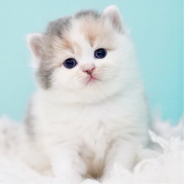 サイベリアン【東京都・女の子・2025年10月13日・ダイリュートキャリコ】の写真「親猫全頭/遺伝子検査『5項目クリア』親猫面会🆗」