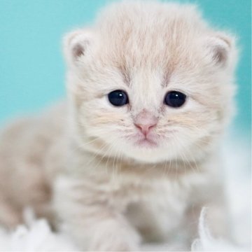サイベリアン【東京都・女の子・2025年4月2日・クリームタビー&ホワイト】の写真「親猫全頭/遺伝子検査『5項目クリア』親猫面会🆗」