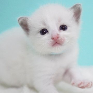ラグドール【東京都・男の子・2025年9月8日・ブルーポイントバイカラー】の写真「親猫全頭/遺伝子検査『5項目クリア』親猫面会🆗」