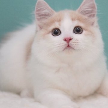 サイベリアン【東京都・男の子・2025年4月26日・クリーム&ホワイト】の写真「親猫全頭/遺伝子検査『5項目クリア』親猫面会🆗」