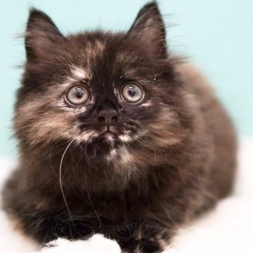 サイベリアン【東京都・女の子・2025年3月29日・トーティーシェル】の写真「親猫全頭/遺伝子検査『5項目クリア』親猫面会🆗」