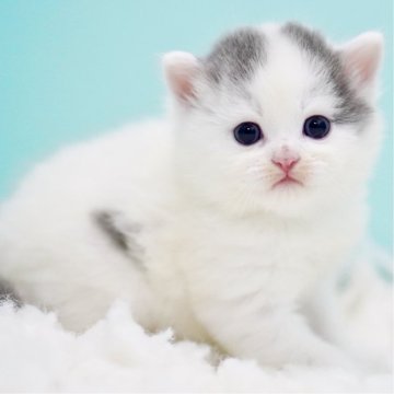 サイベリアン【東京都・男の子・2025年10月13日・ブルー&ホワイト】の写真「親猫全頭/遺伝子検査『5項目クリア』親猫面会🆗」