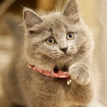 サイベリアン【東京都・女の子・2025年12月7日・ブルースモーク】の写真「天真爛漫のんびりさん👒甘えん坊❤️先住さん🆗」