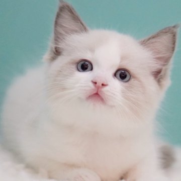 ラグドール【東京都・女の子・2025年6月5日・ブルーポイントバイカラー】の写真「親猫全頭/遺伝子検査『5項目クリア』親猫面会🆗」