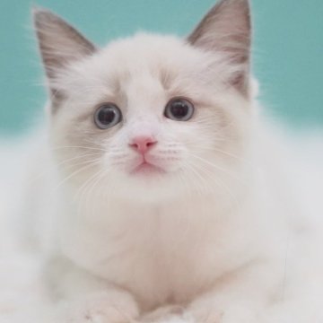 ラグドール【東京都・女の子・2025年5月16日・ブルーポイントバイカラー】の写真「親猫全頭/遺伝子検査『5項目クリア』親猫面会🆗」