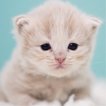サイベリアン【東京都・女の子・2025年4月2日・クリームタビー&ホワイト】の写真「親猫全頭/遺伝子検査『5項目クリア』親猫面会🆗」