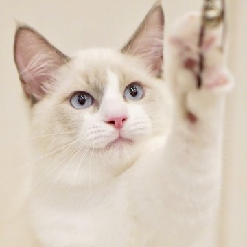ラグドール【東京都・男の子・2025年6月5日・ブルーポイントバイカラー】の写真「まん丸お顔😊フレンドリーで甘えん坊さん💓🐾」