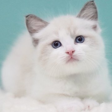 ラグドール【東京都・男の子・2025年8月3日・ブルーポイントバイカラー】の写真「親猫全頭/遺伝子検査『5項目クリア』親猫面会🆗」