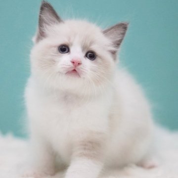 ラグドール【東京都・男の子・2025年8月3日・ブルーポイントバイカラー】の写真「親猫全頭/遺伝子検査『5項目クリア』親猫面会🆗」