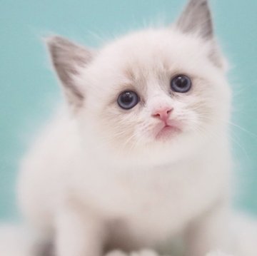ラグドール【東京都・女の子・2025年6月10日・ブルーポイントバイカラー】の写真「親猫全頭/遺伝子検査『5項目クリア』親猫面会🆗」