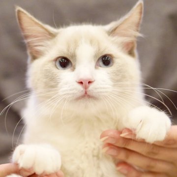 ラグドール【東京都・男の子・2025年6月5日・ブルーポイントバイカラー】の写真「ドジっ子甘えん坊😂💕先住さん🐈‍⬛🐕🆗」