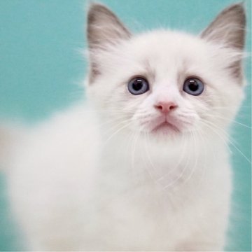 ラグドール【東京都・男の子・2025年5月16日・ブルーポイントバイカラー】の写真「親猫全頭/遺伝子検査『5項目クリア』親猫面会🆗」