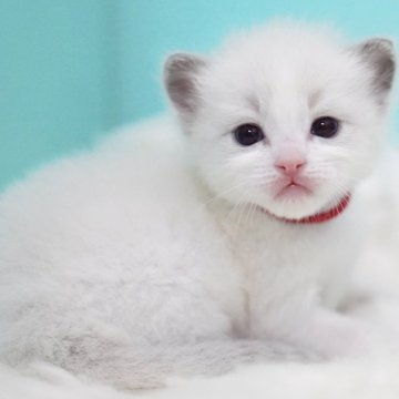 ラグドール【東京都・男の子・2025年9月8日・ブルーポイントバイカラー】の写真「親猫全頭/遺伝子検査『5項目クリア』親猫面会🆗」