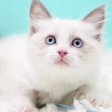 ラグドール【東京都・女の子・2025年9月26日・ブルーポイントバイカラー】の写真「親猫全頭/遺伝子検査『5項目クリア』親猫面会🆗」