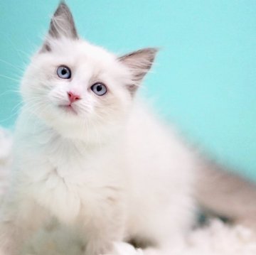 ラグドール【東京都・女の子・2025年9月26日・ブルーポイントバイカラー】の写真「親猫全頭/遺伝子検査『5項目クリア』親猫面会🆗」