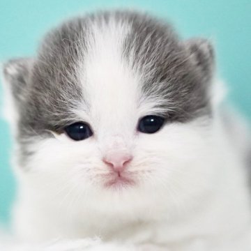 サイベリアン【東京都・男の子・2025年4月9日・ブルー&ホワイト】の写真「親猫全頭/遺伝子検査『5項目クリア』親猫面会🆗」