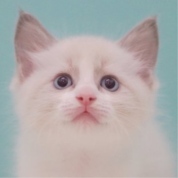 ラグドール【東京都・男の子・2025年6月5日・ブルーポイントバイカラー】の写真「親猫全頭/遺伝子検査『5項目クリア』親猫面会🆗」