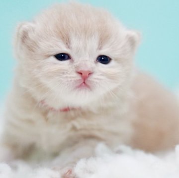 サイベリアン【東京都・男の子・2025年10月18日・クリームタビー&ホワイト】の写真「親猫全頭/遺伝子検査『5項目クリア』親猫面会🆗」