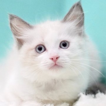 ラグドール【東京都・女の子・2025年9月26日・ブルーポイントバイカラー】の写真「親猫全頭/遺伝子検査『5項目クリア』親猫面会🆗」