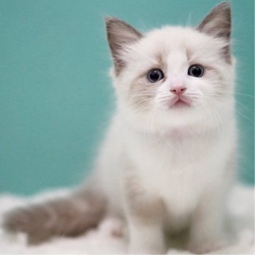 ラグドール【東京都・女の子・2025年5月16日・ブルーポイントバイカラー】の写真「親猫全頭/遺伝子検査『5項目クリア』親猫面会🆗」